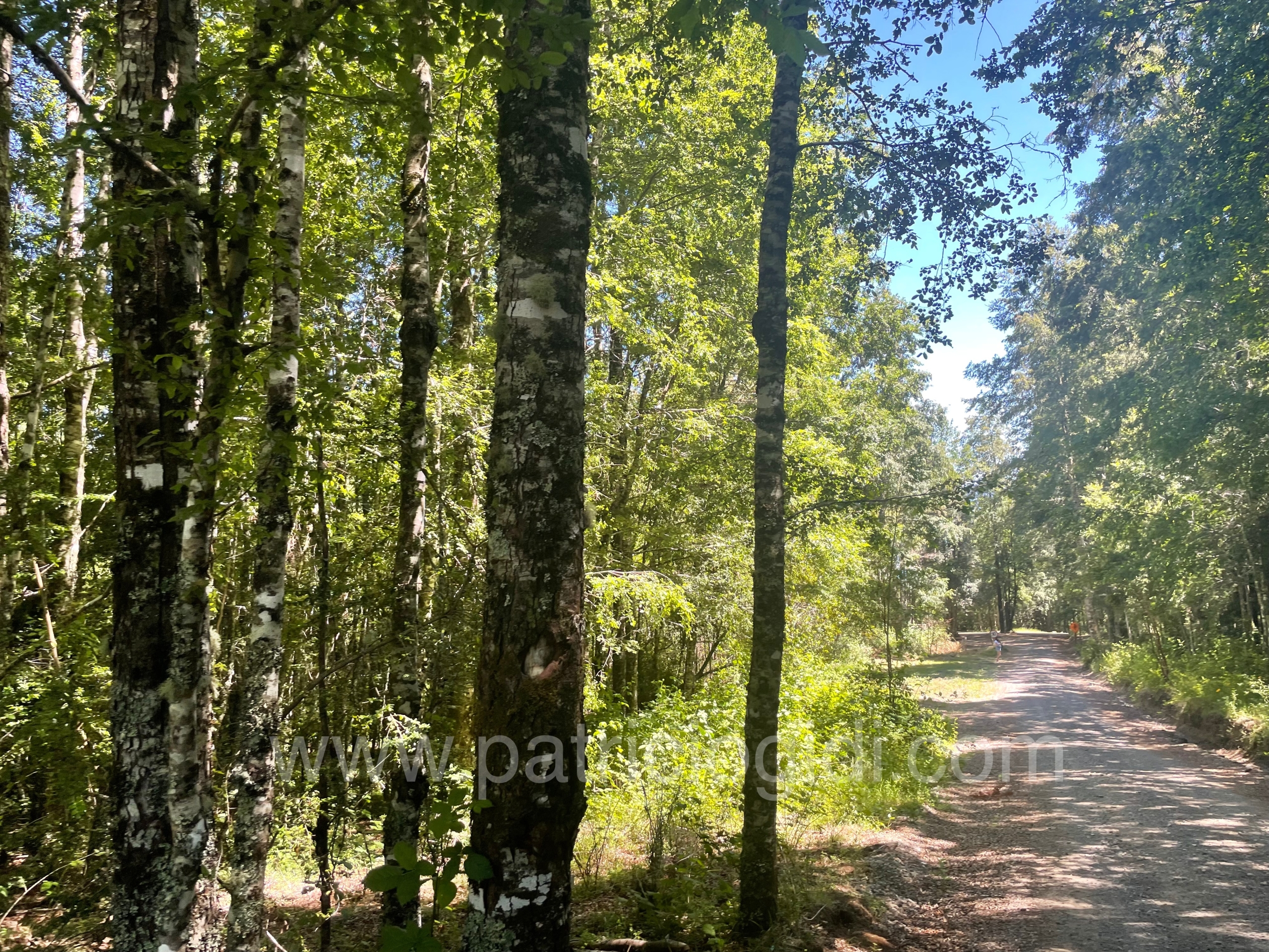 Terreno en Candelaria, Pucon, Sur de Chile — foto 3