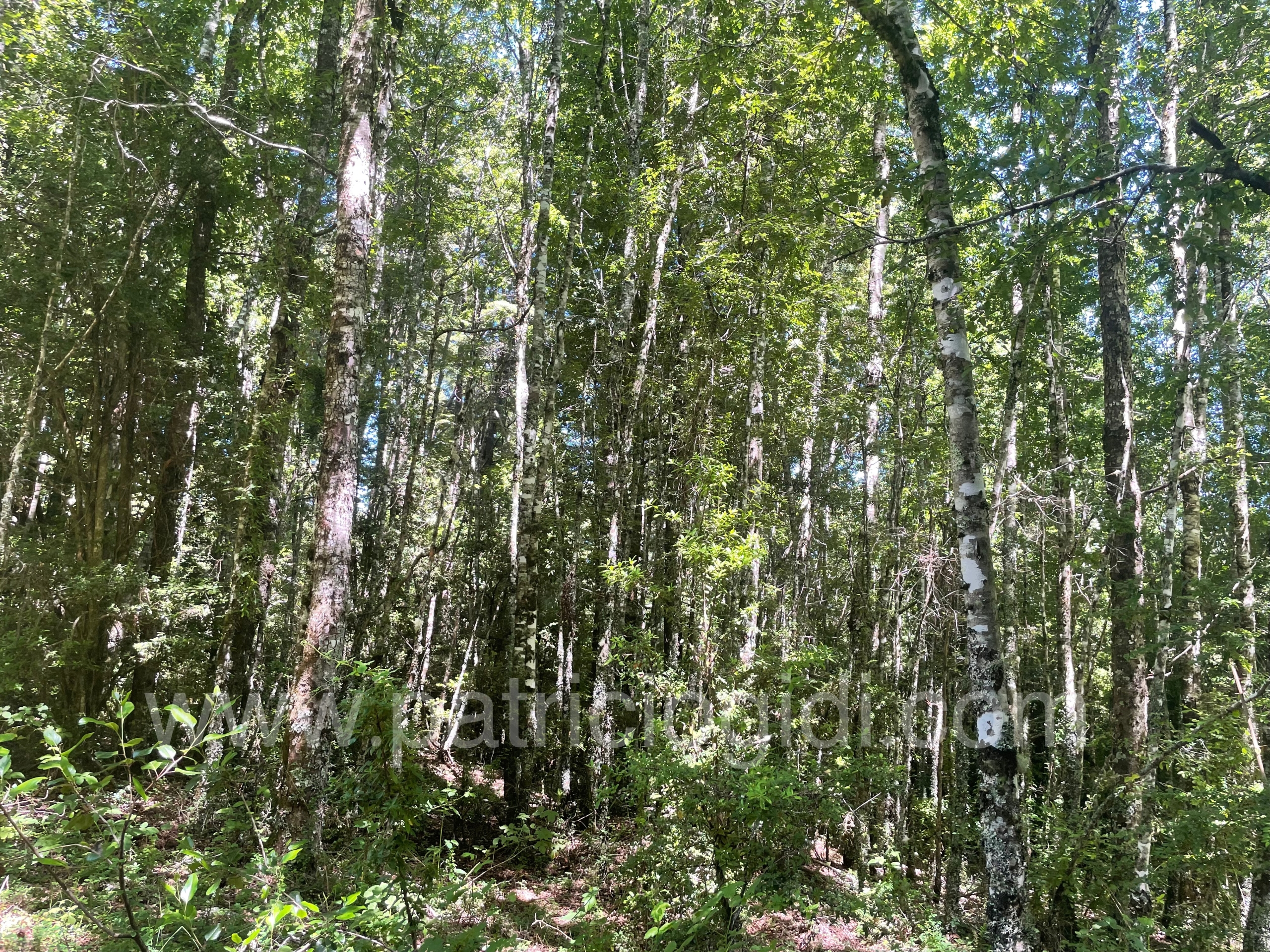 Terreno en Candelaria, Pucon, Sur de Chile — foto 4