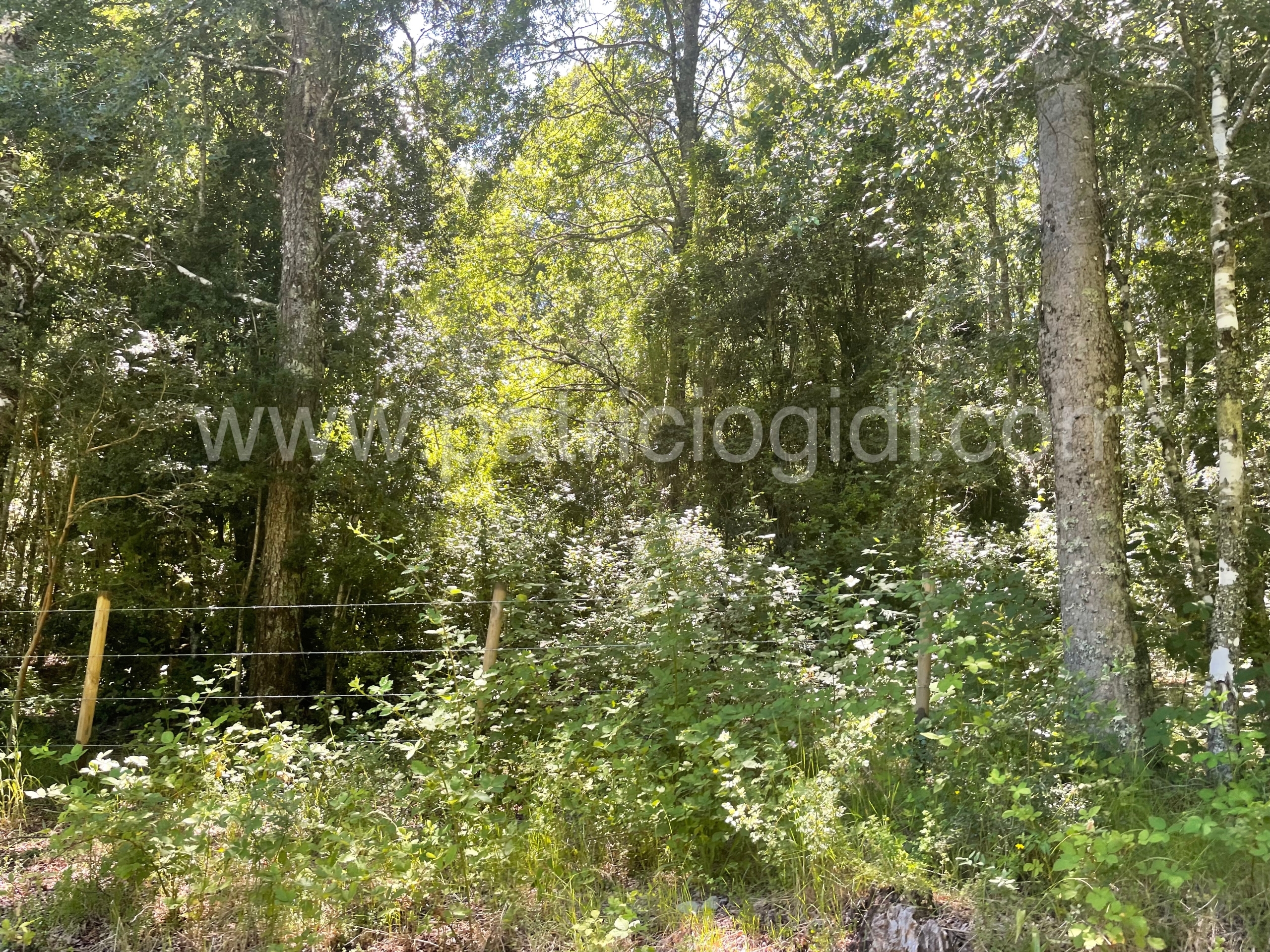 Terreno en Candelaria, Pucon, Sur de Chile — foto 6