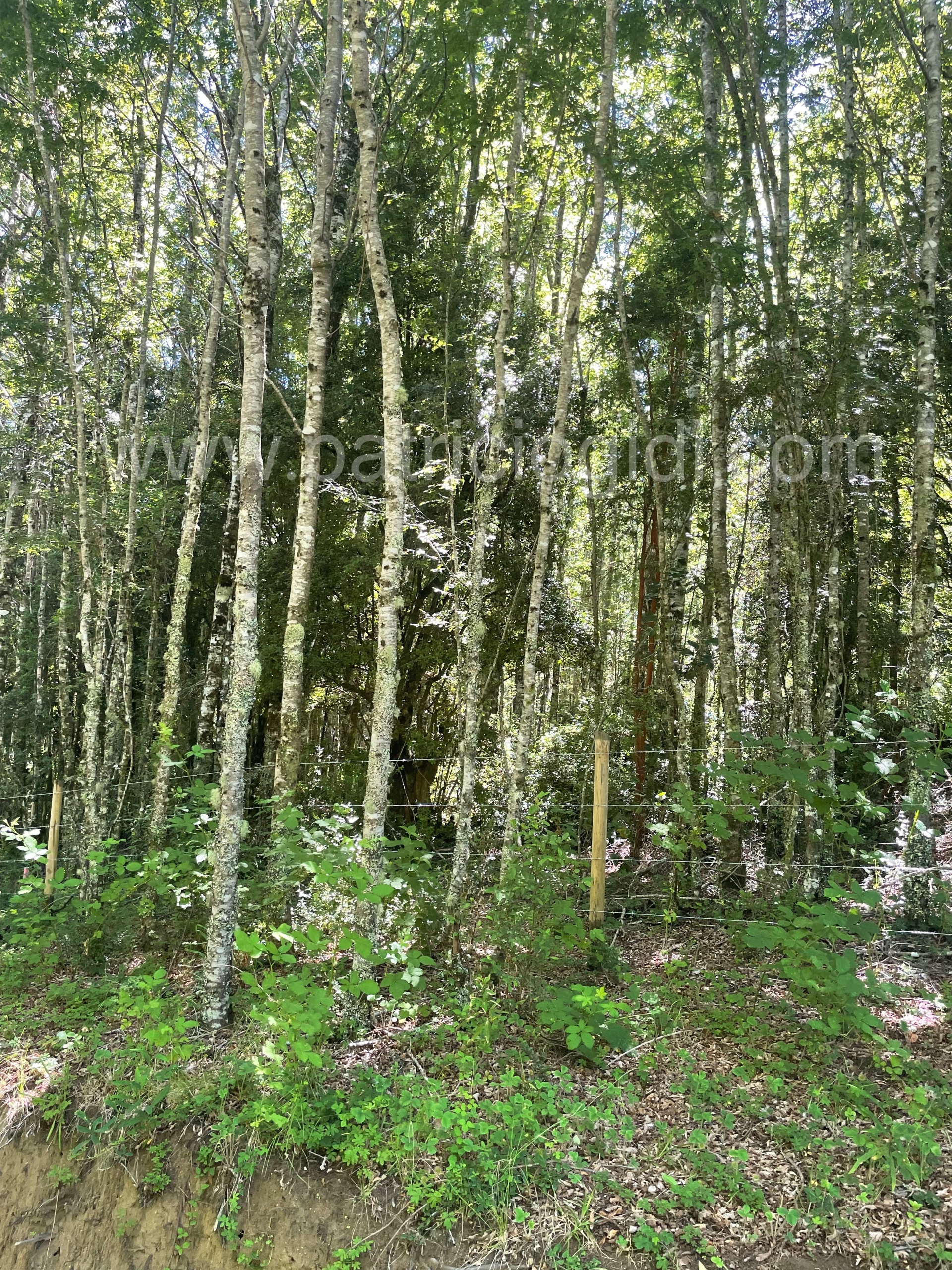 Terreno en Candelaria, Pucon, Sur de Chile — foto 8