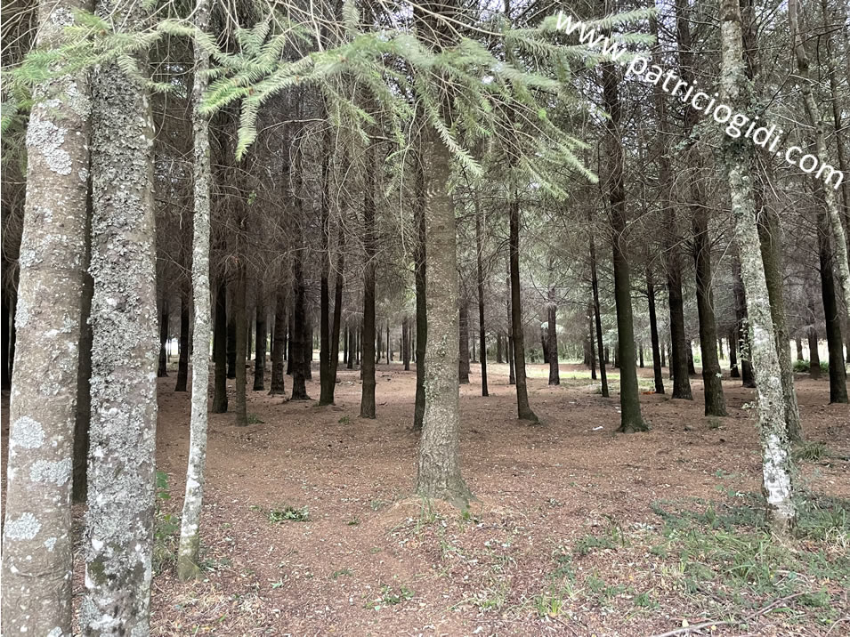 Terreno para proyecto inmobiliario en Villarrica, Segunda Faja — foto 3