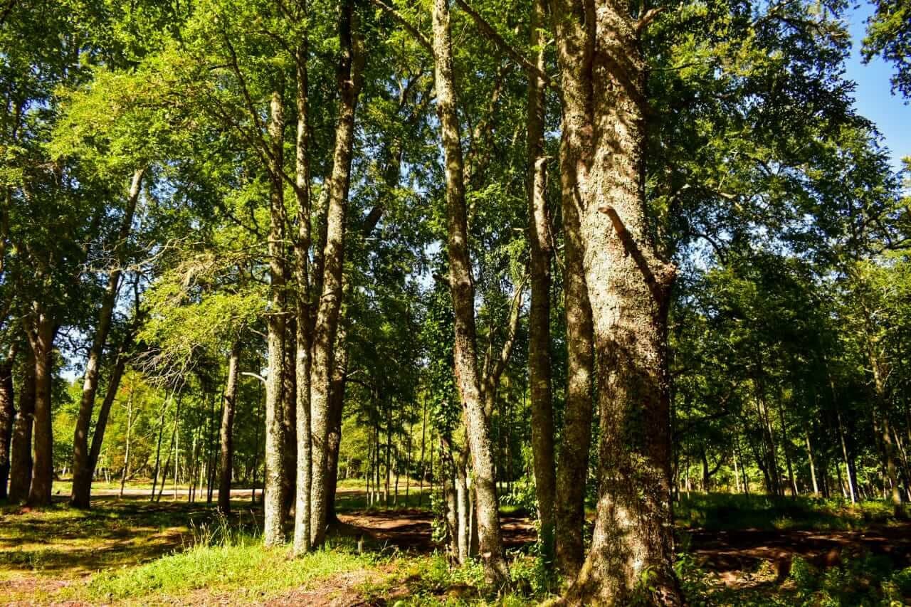 Canto del Bosque, naturaleza y exclusividad en el mismo lugar — foto 4