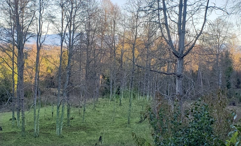 Parcelas en Panguipulli, hermosas vistas, bosque, acceso pavimentado — foto 4