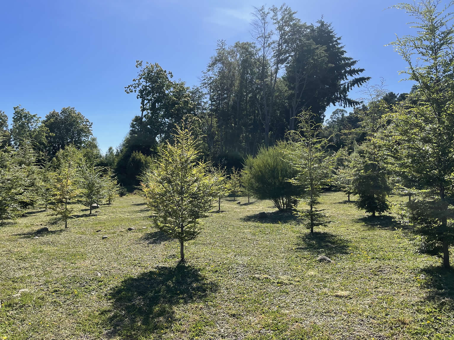 Terreno en Lago Villarrica con orilla de lago, ideal para construir un proyecto inmobiliario