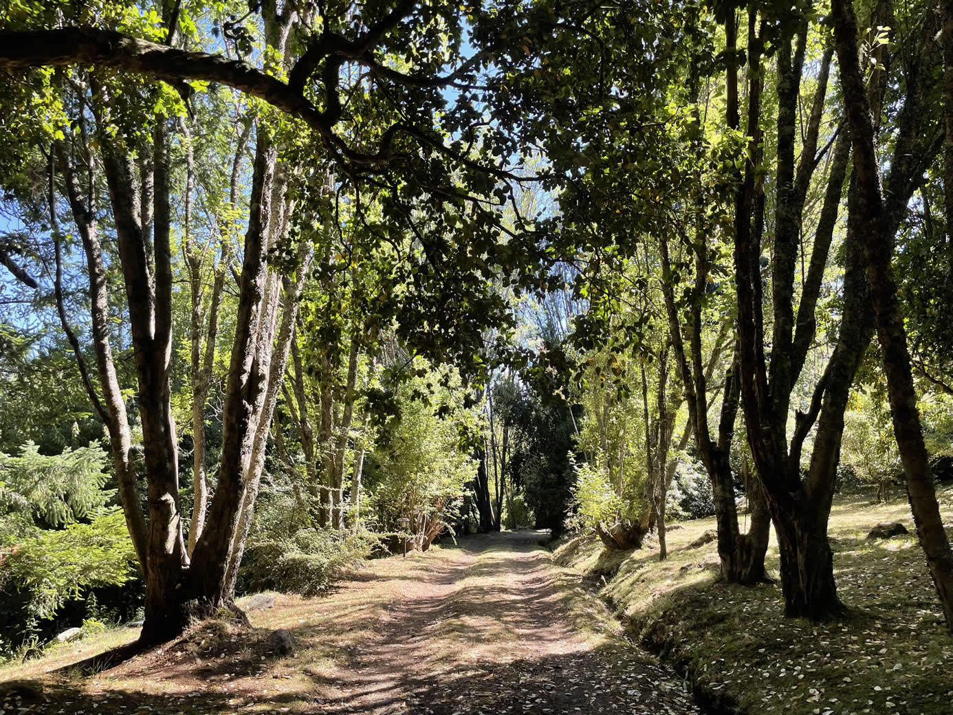 Terreno en Lago Villarrica con orilla de lago, ideal para construir un proyecto inmobiliario